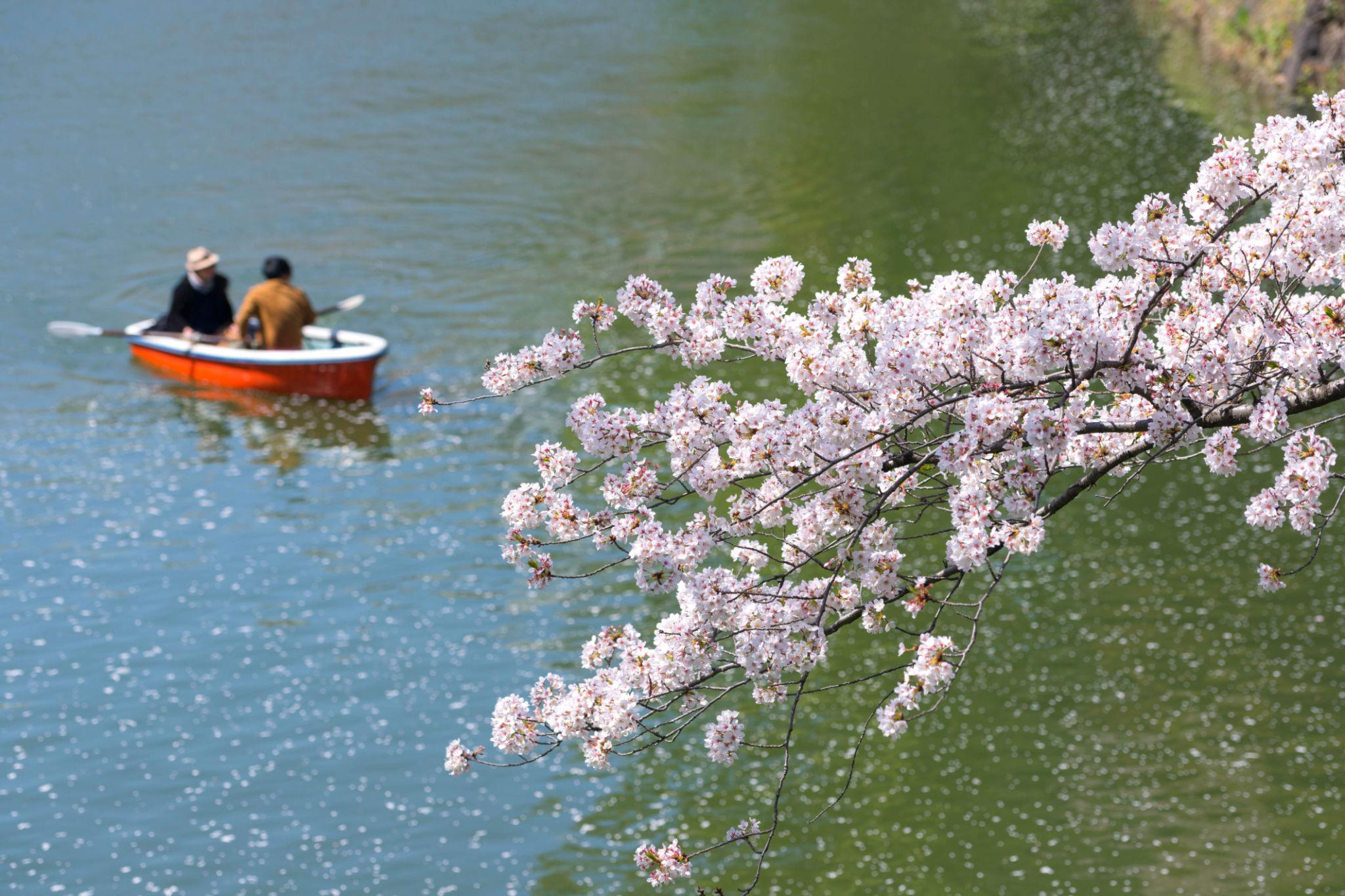 Chidorigafuchi cherry blossoms in Tokyo (1)