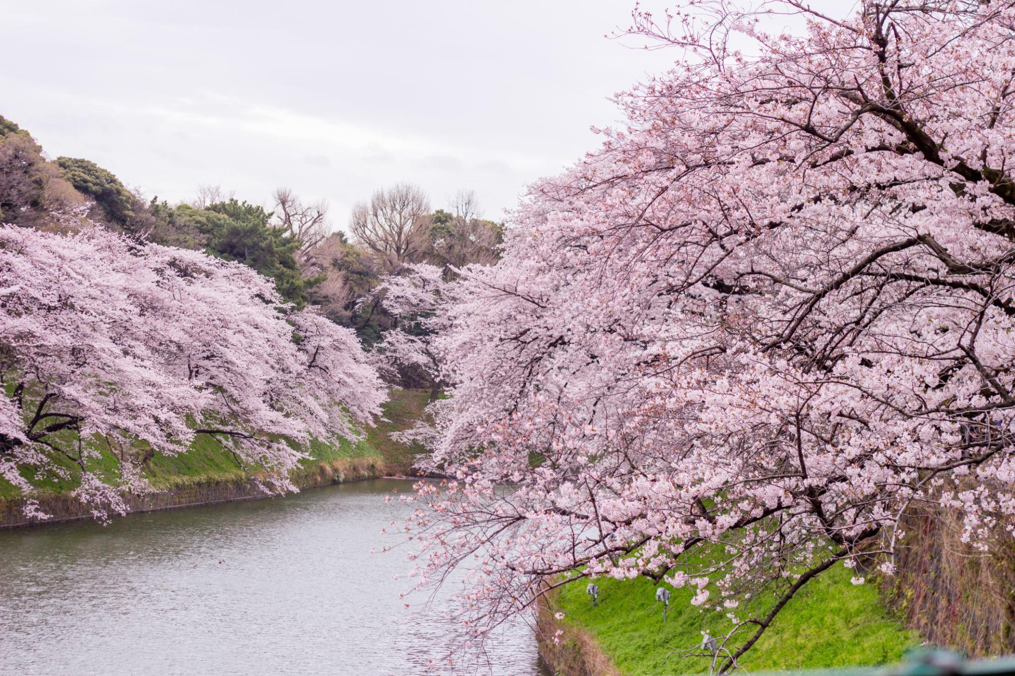 Chidorigafuchi cherry blossoms in Tokyo (2)