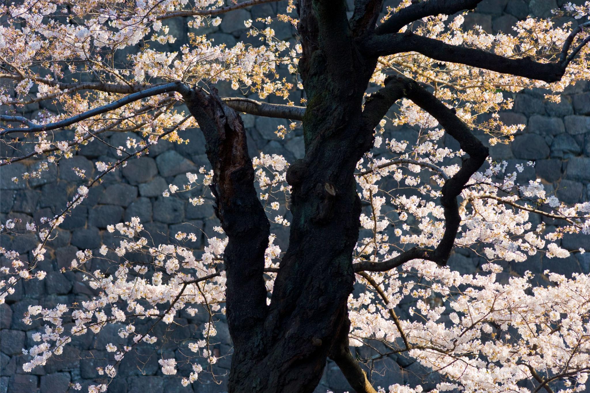 Chidorigafuchi cherry blossoms in Tokyo (3)
