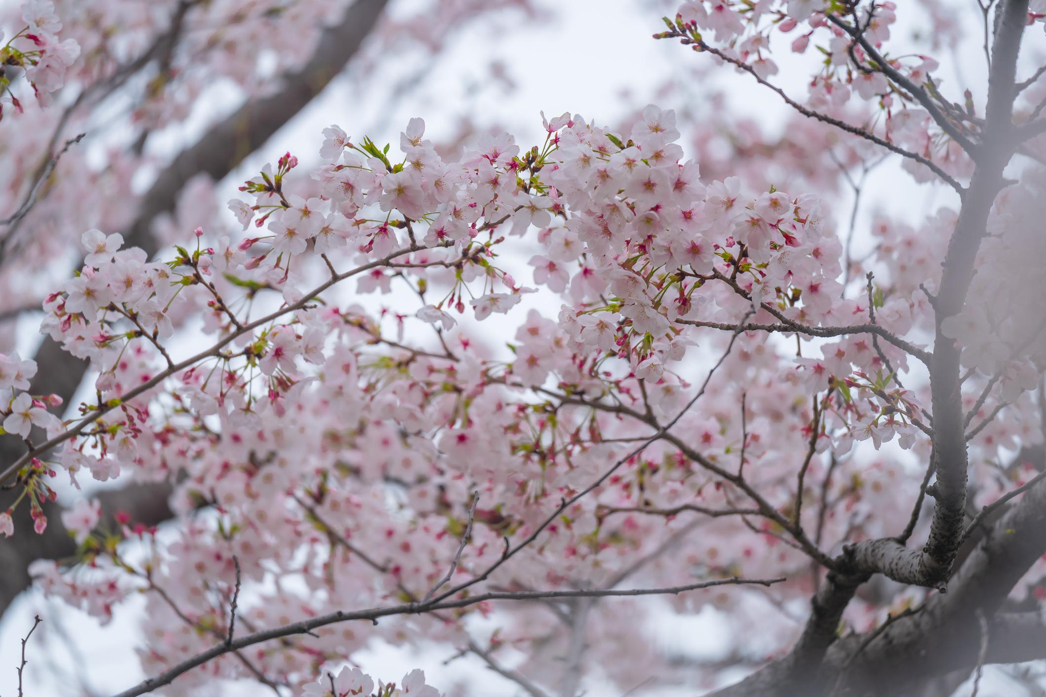 Chidorigafuchi cherry blossoms in Tokyo (4)