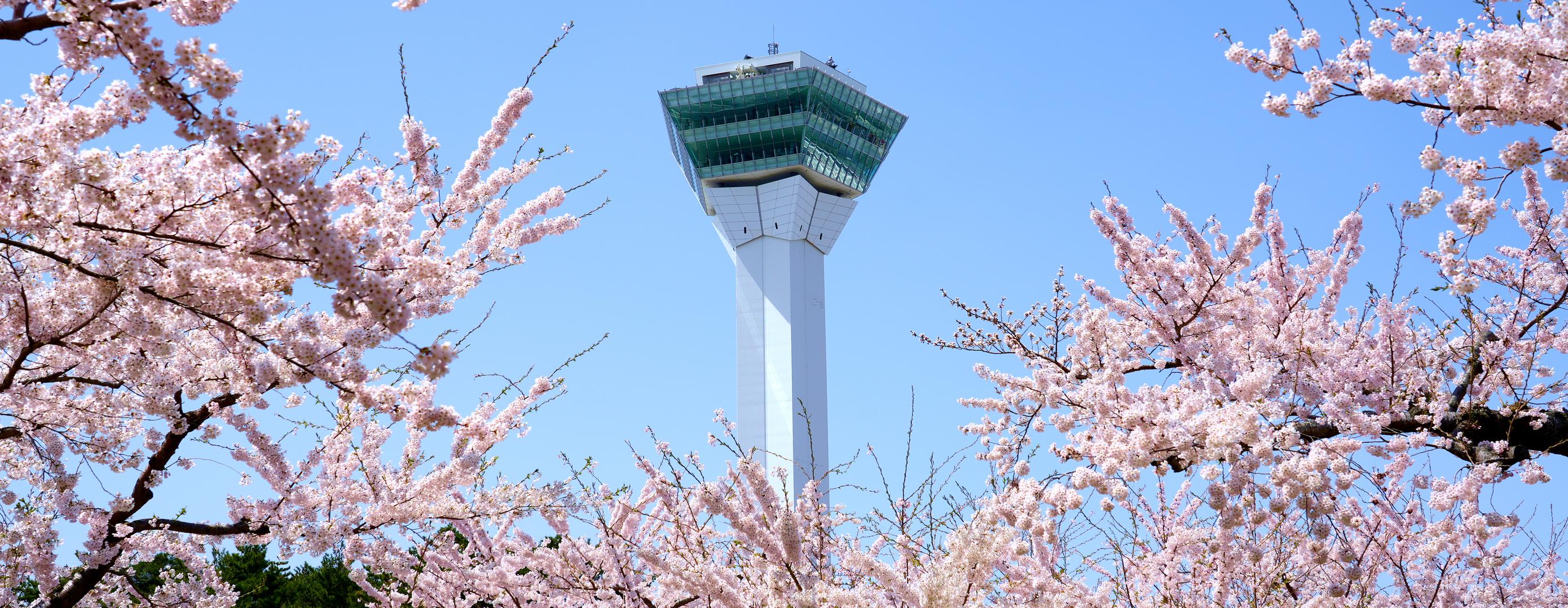 Goryokaku Park cherry blossoms in Hakodate, Hokkaido (1)