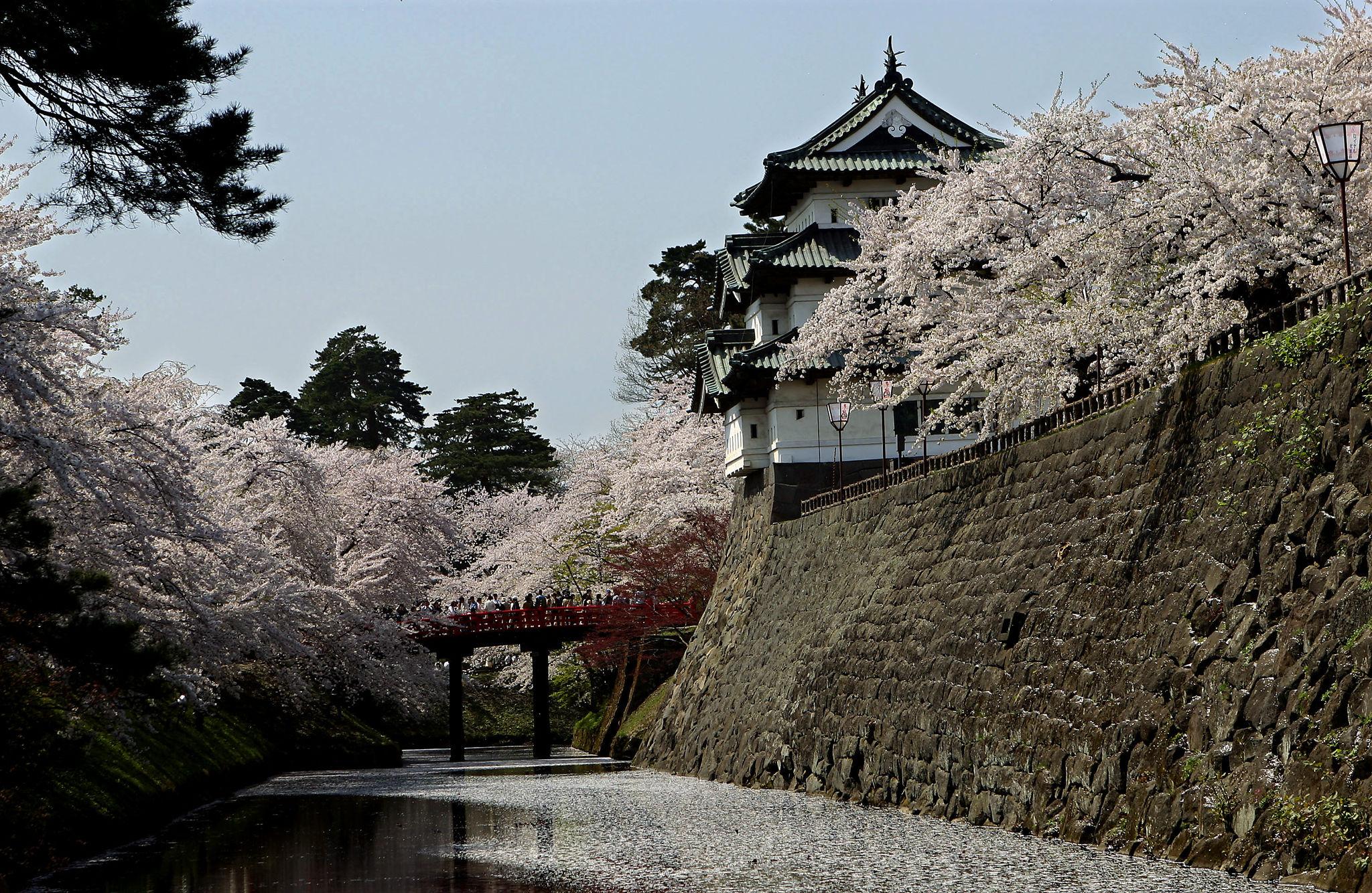Hirosaki Castle cherry blossoms in Aomori (1)