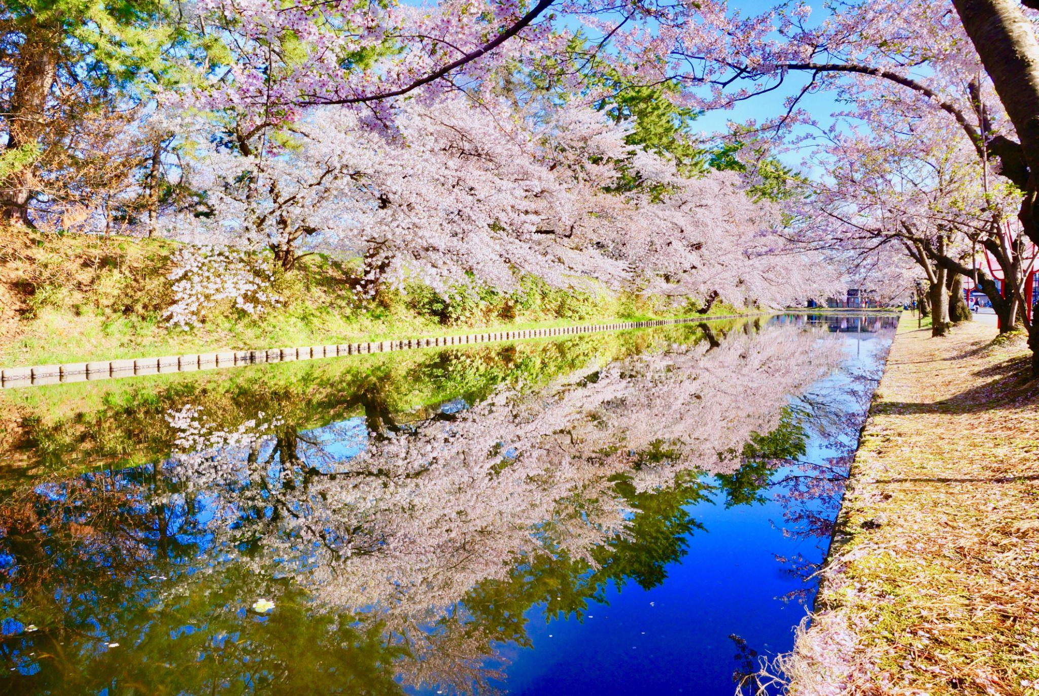 Hirosaki Castle cherry blossoms in Aomori (2)