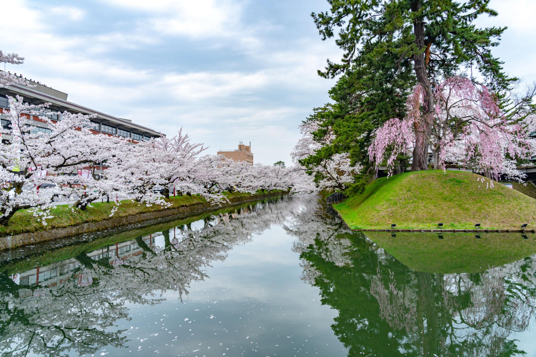 Hirosaki Castle cherry blossoms in Aomori (3)