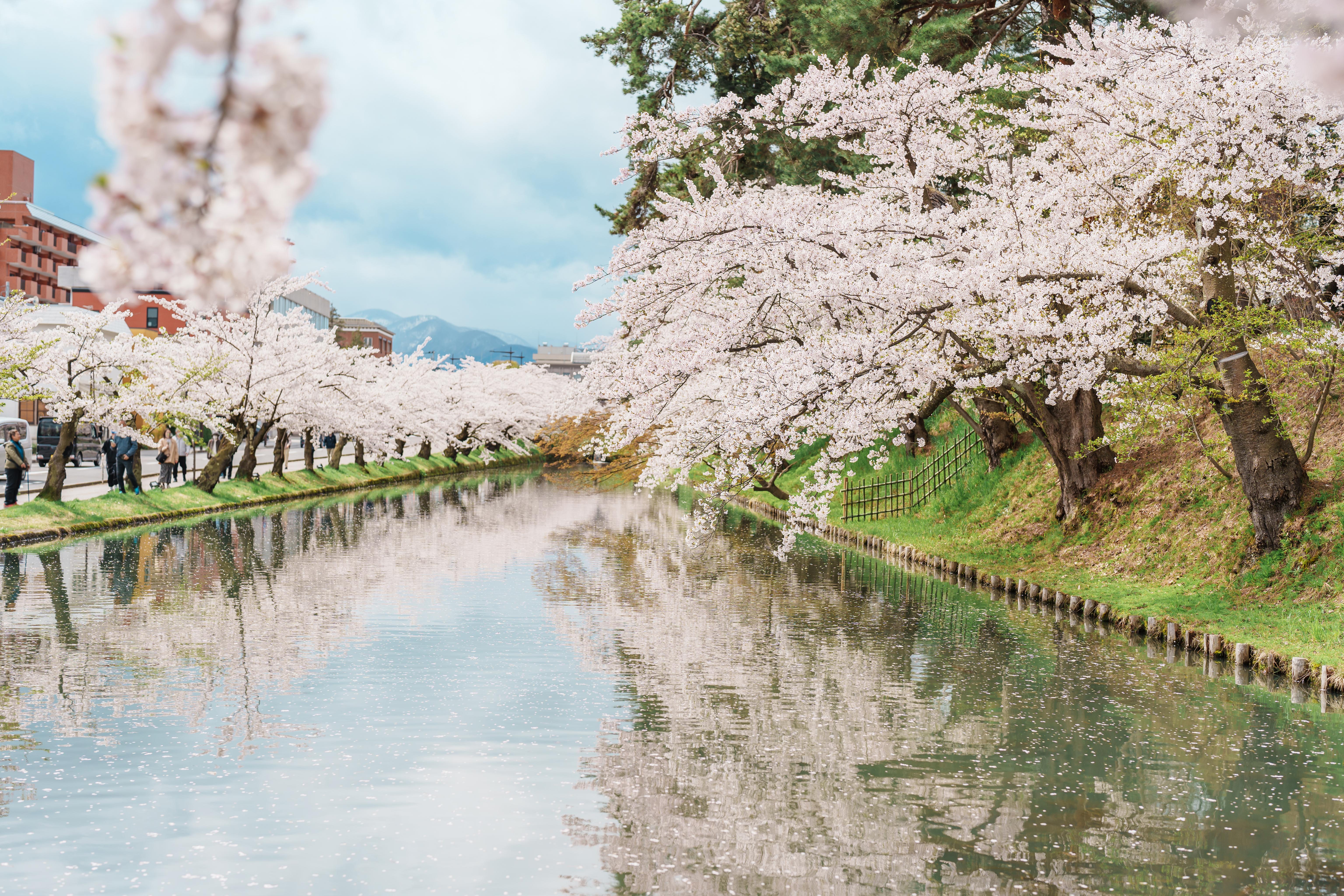 Hirosaki Castle cherry blossoms in Aomori (4)
