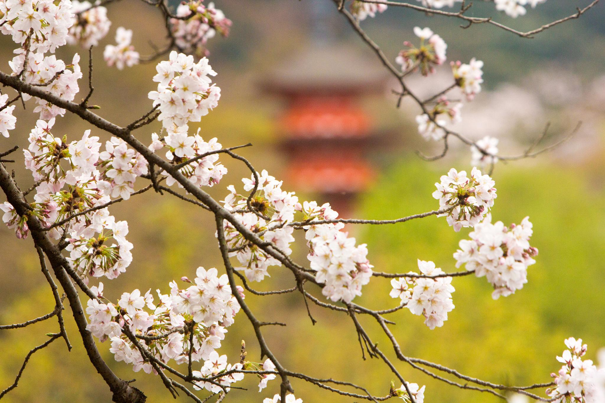 Kiyomizu-dera Temple cherry blossoms in Kyoto (1)
