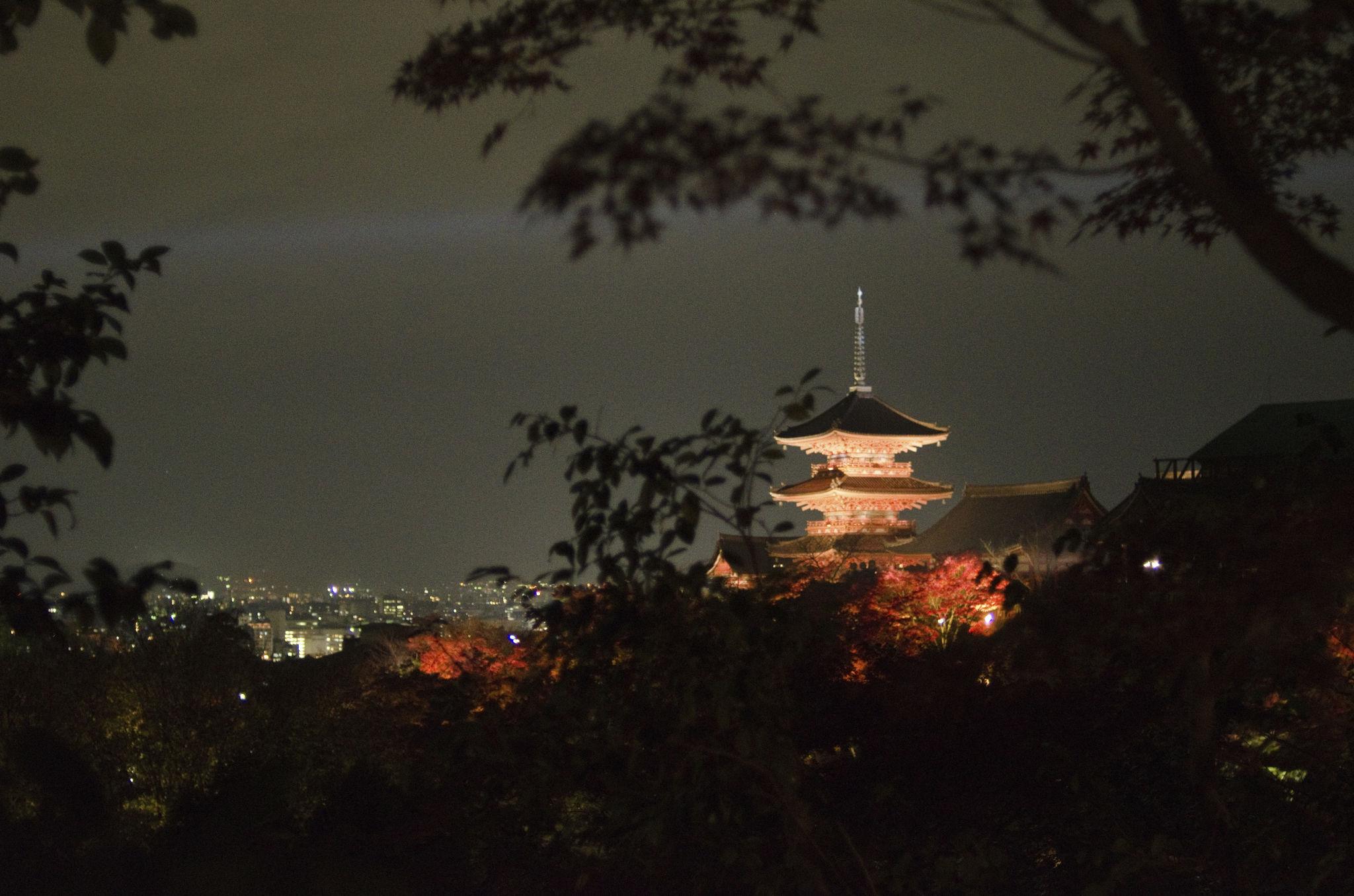 Kiyomizu-dera Temple cherry blossoms in Kyoto (2)