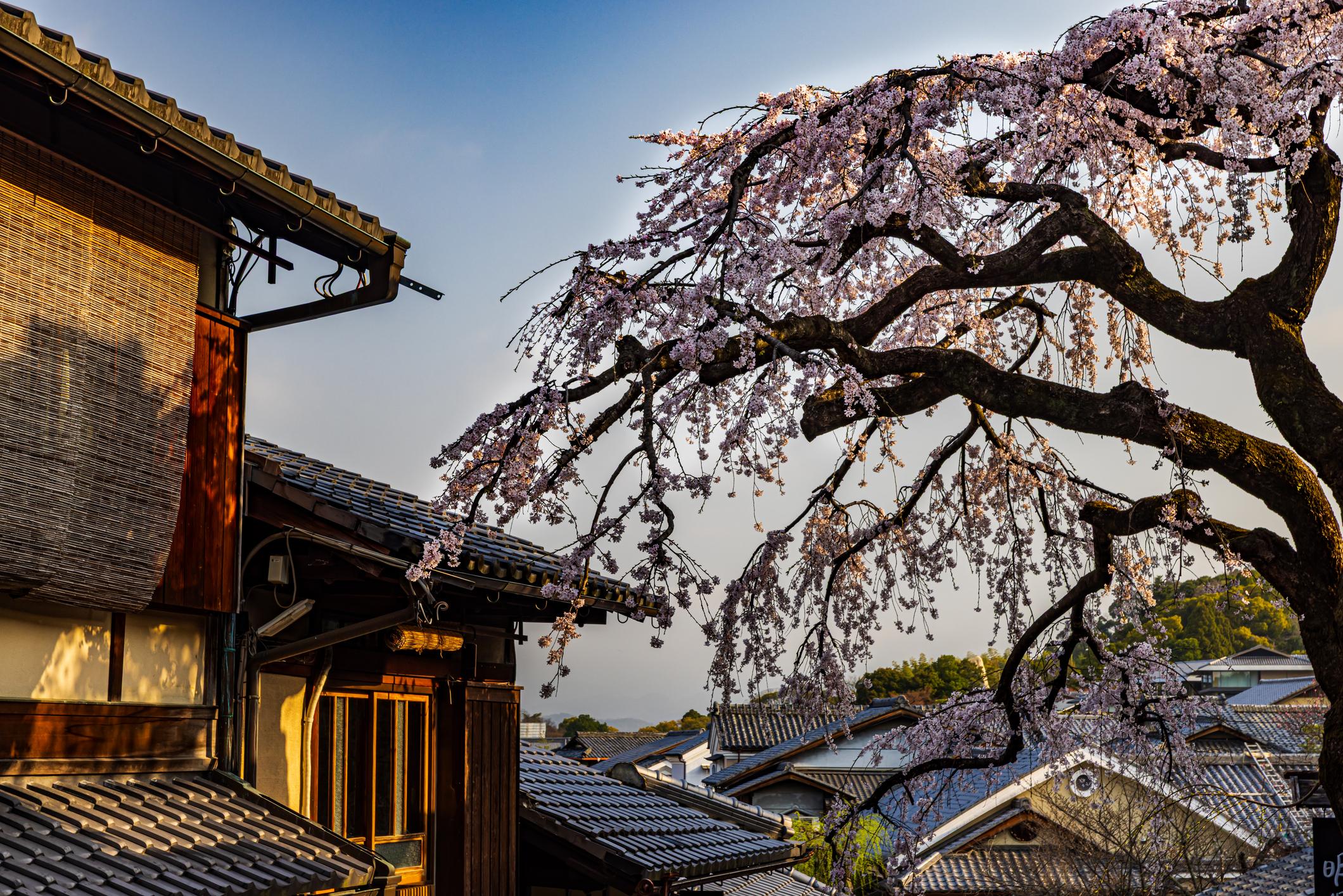Kiyomizu-dera Temple cherry blossoms in Kyoto (3)
