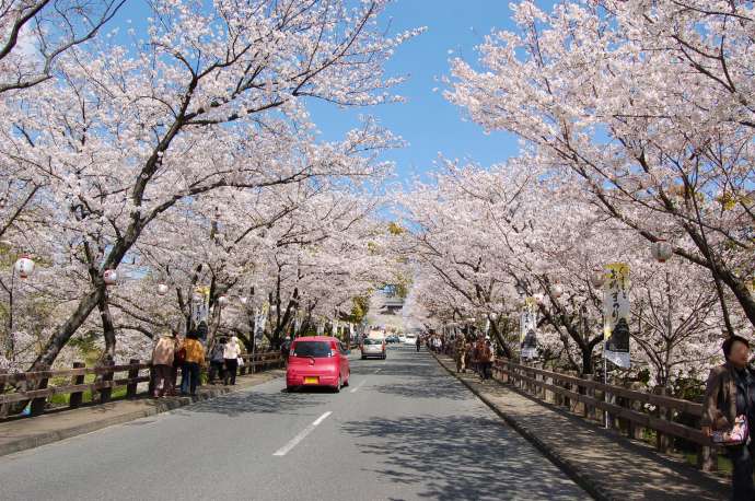Kumamoto Castle cherry blossoms in Kyushu (1)