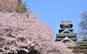 Kumamoto Castle cherry blossoms in Kyushu (2)