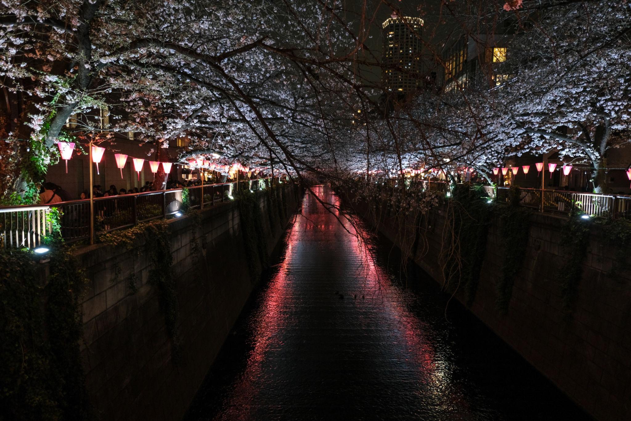 Meguro River cherry blossoms in Tokyo (3)