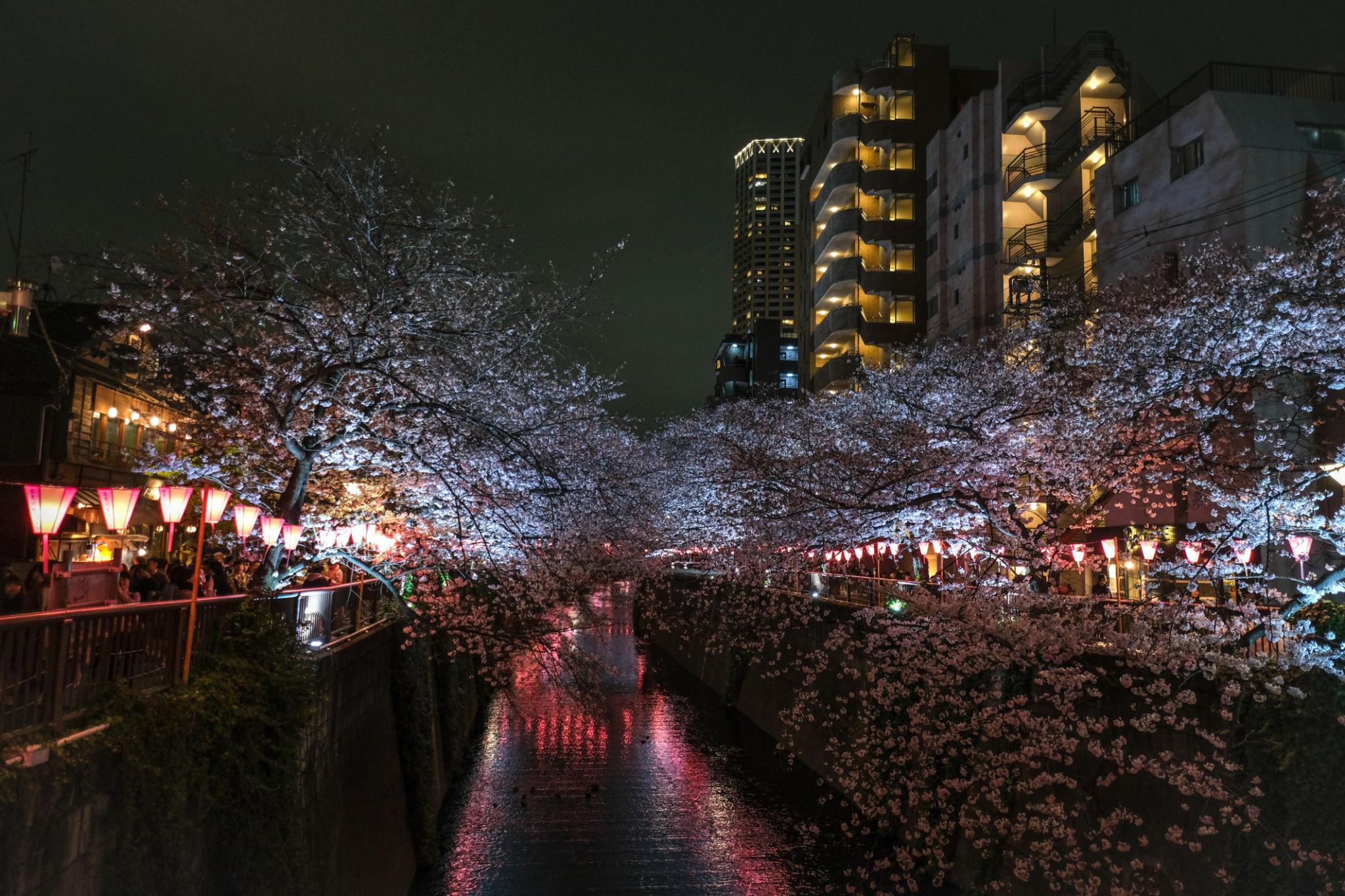 Meguro River cherry blossoms in Tokyo (4)