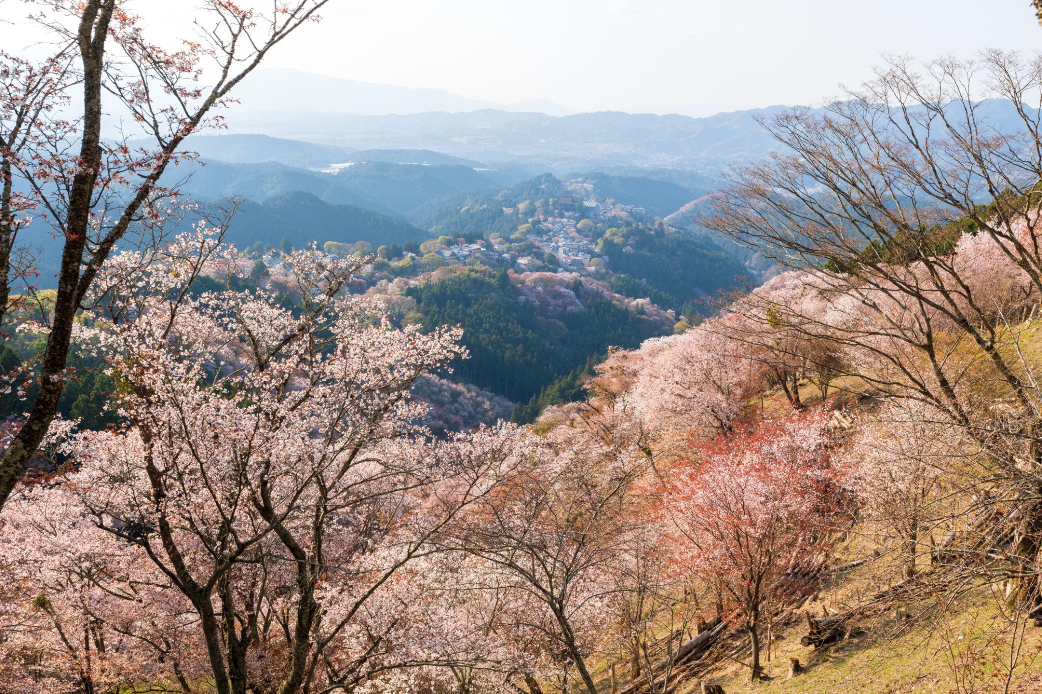 Mount Yoshino cherry blossoms in Nara (1)