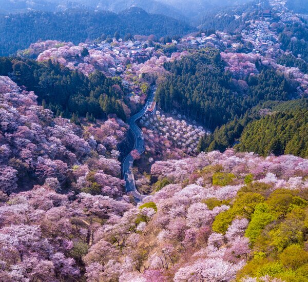 Mount Yoshino cherry blossoms in Nara (2)