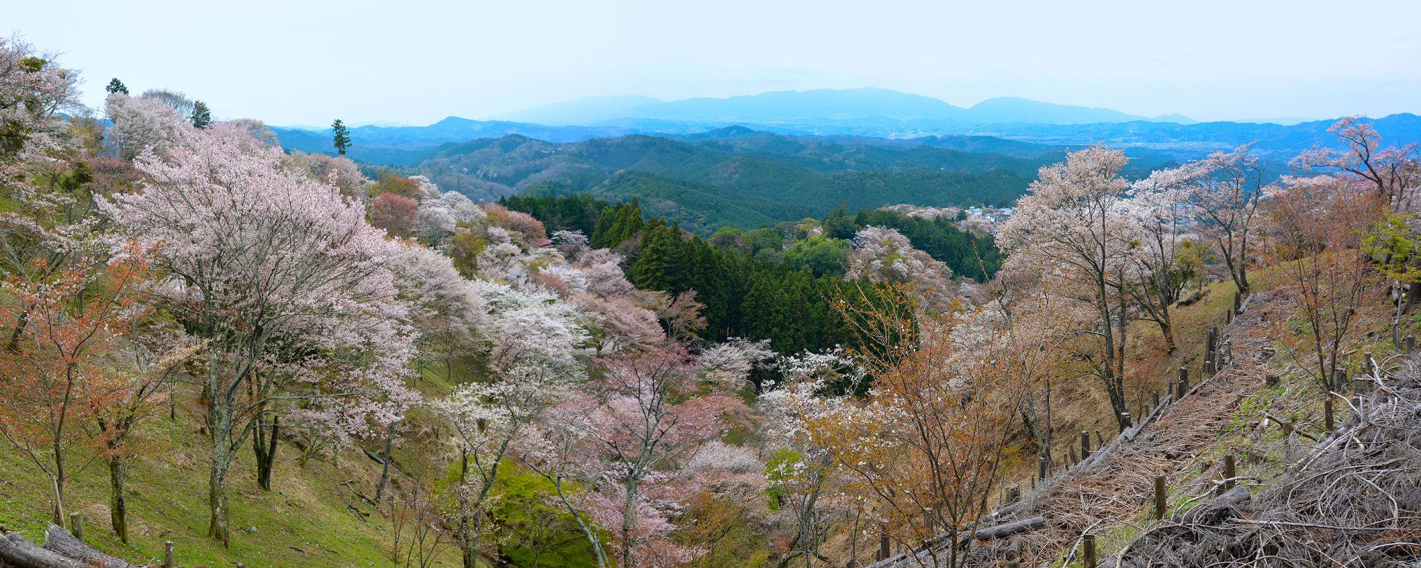 Mount Yoshino cherry blossoms in Nara (3)