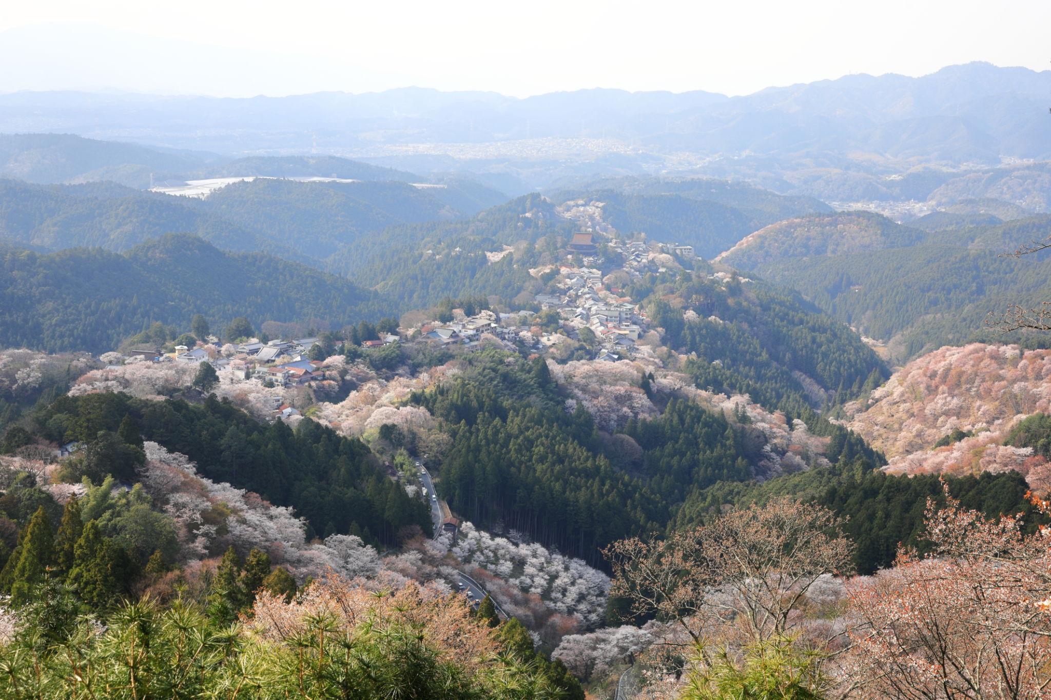 Mount Yoshino cherry blossoms in Nara (4)