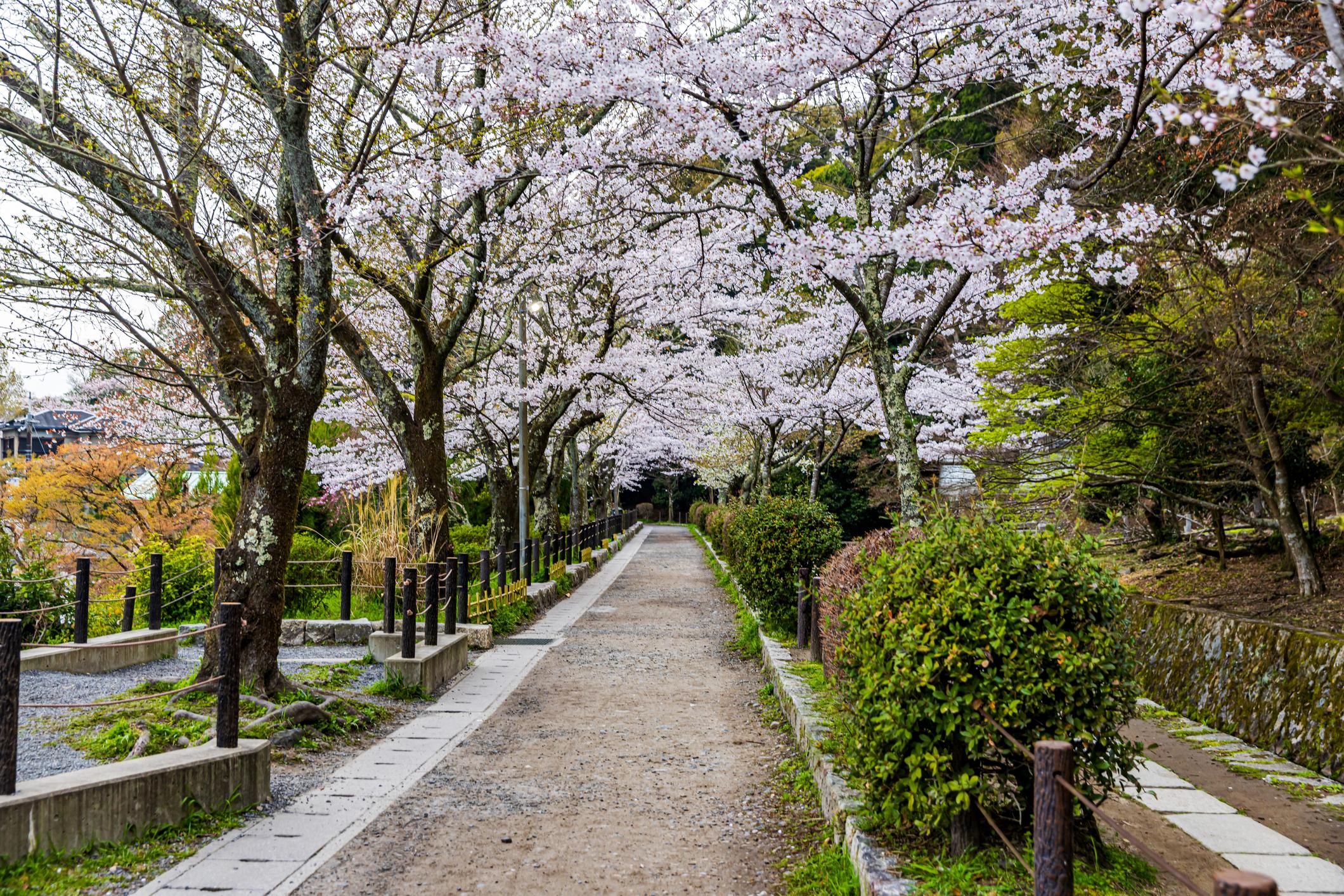 Philosopher’s Path cherry blossoms in Kyoto (1)