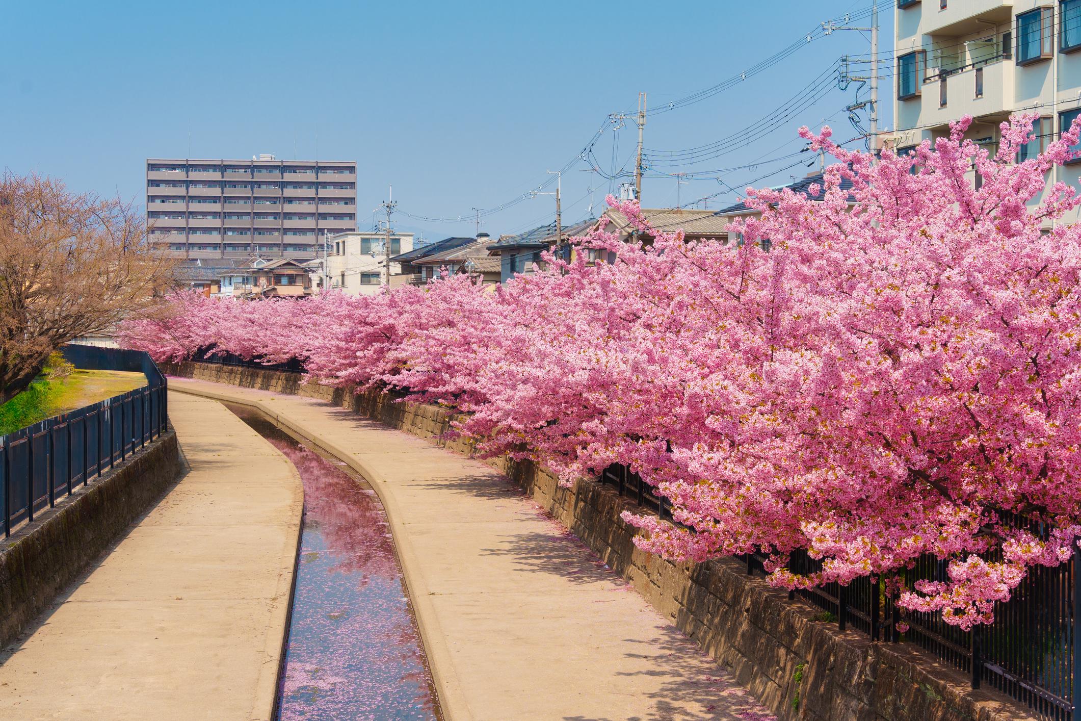 Philosopher’s Path cherry blossoms in Kyoto (2)