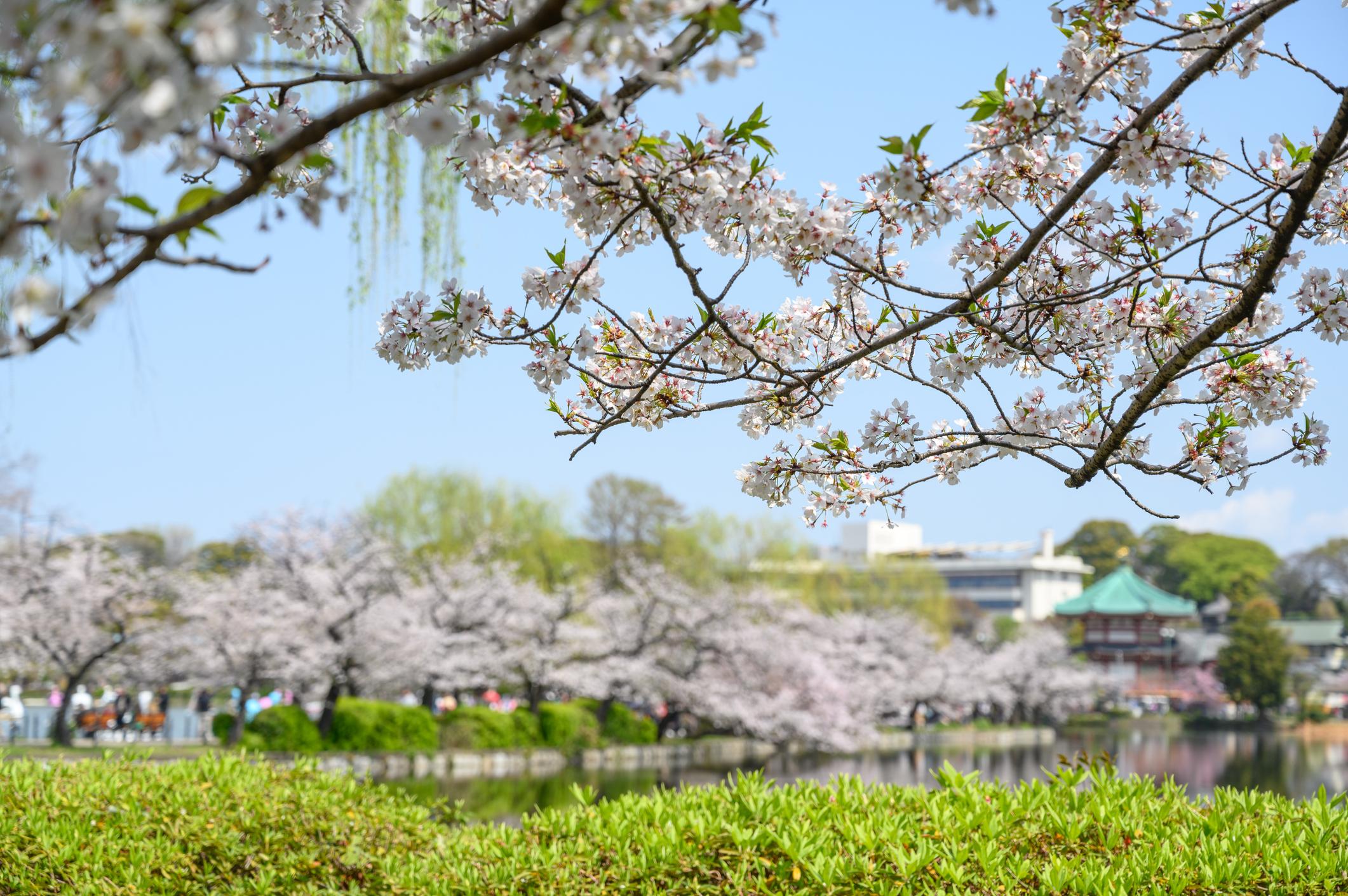 Ueno Park cherry blossoms in Tokyo (1)