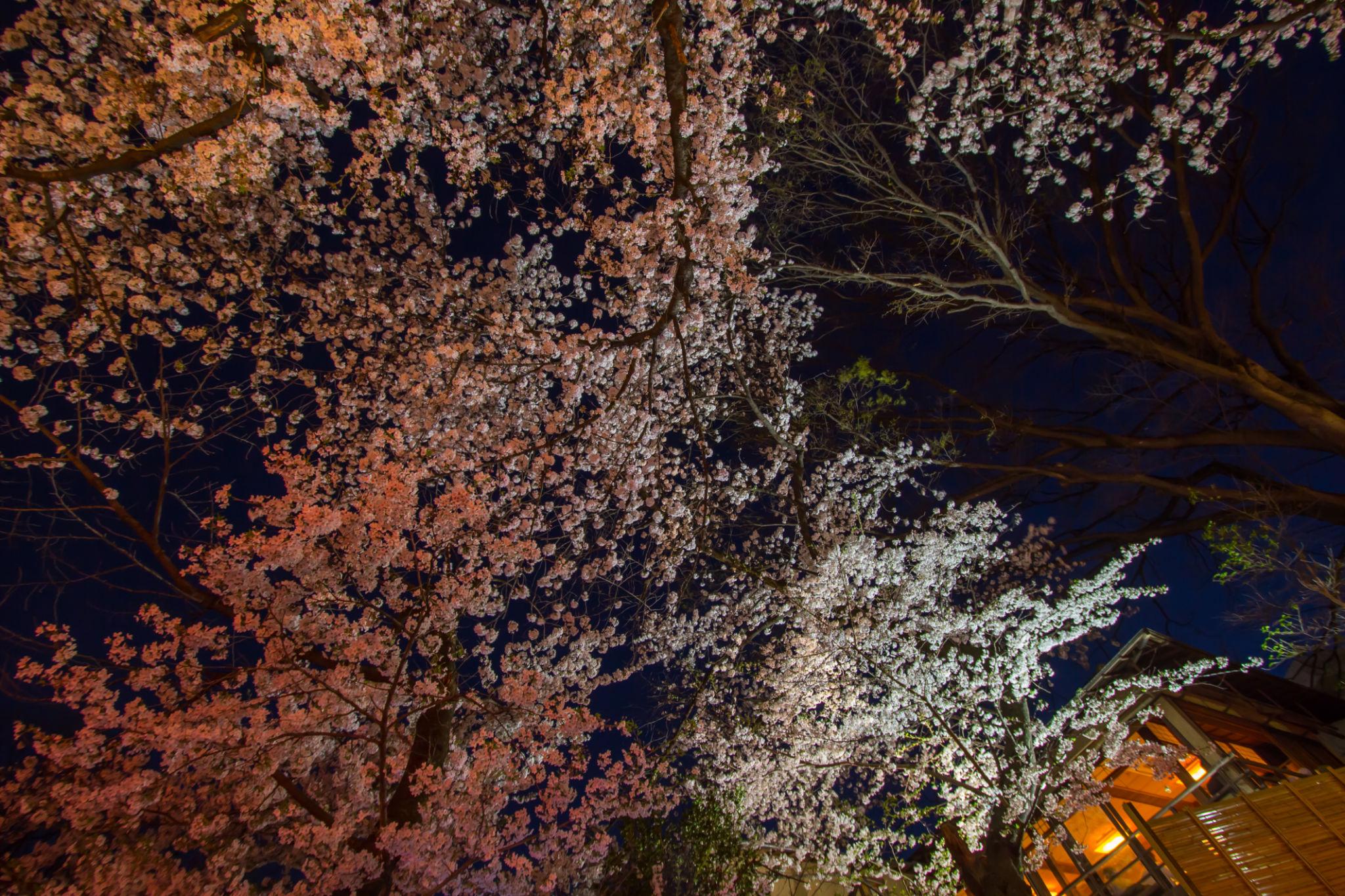 Ueno Park cherry blossoms in Tokyo (2)