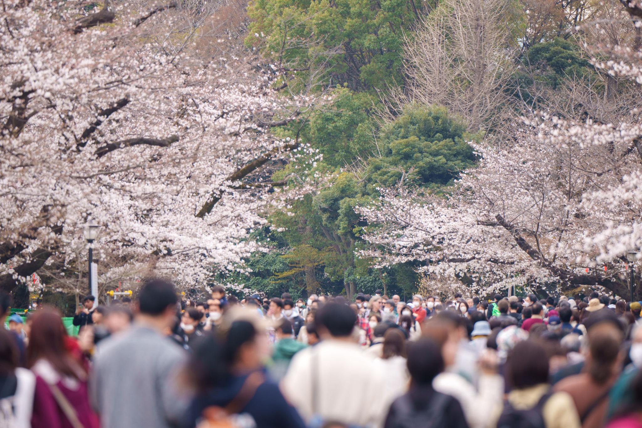 Ueno Park cherry blossoms in Tokyo (3)